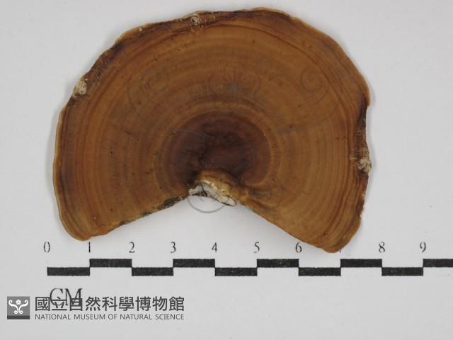 黄柄小孔菌藏品圖，第3張