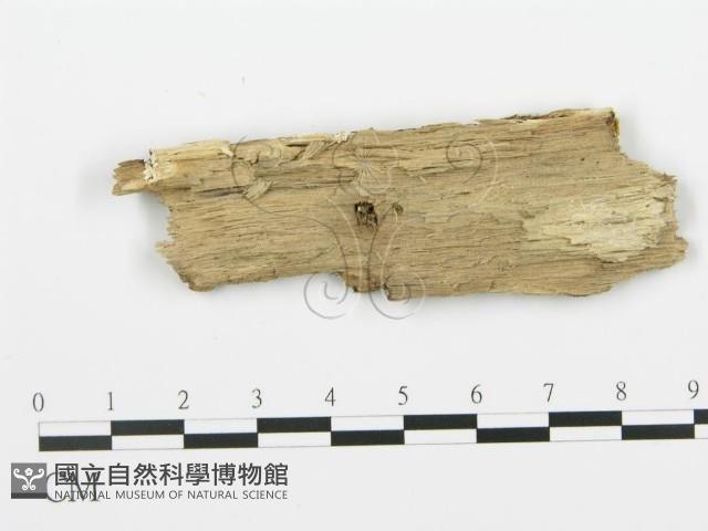 登錄號:F0006672藏品圖，第3張