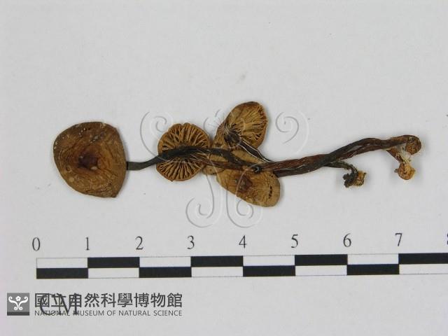 小菇屬藏品圖，第3張