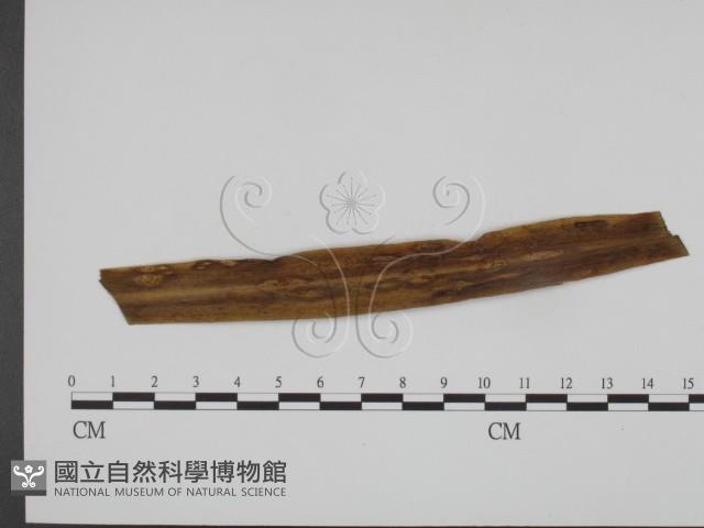 登錄號:F0011672藏品圖，第3張