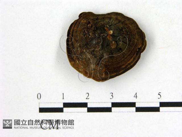 登錄號:F0014672藏品圖，第3張