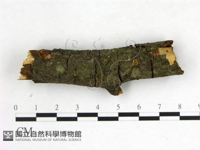 登錄號:F0022672藏品圖，第3張