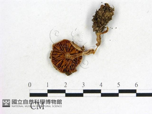 登錄號:F0012672藏品圖，第3張