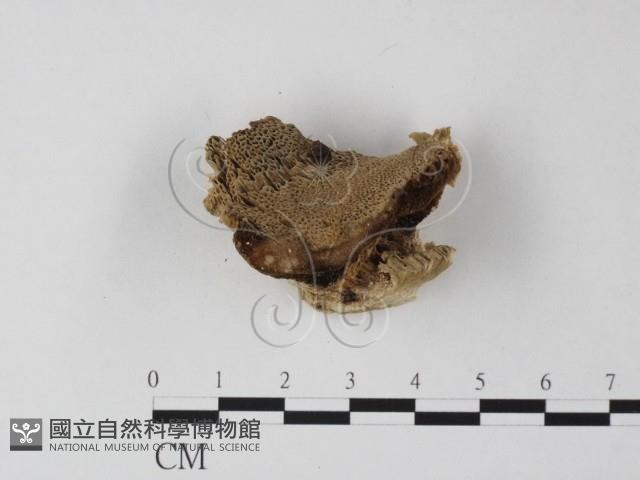 登錄號:F0017672藏品圖，第1張