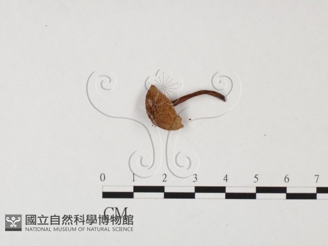 小菇屬藏品圖，第3張