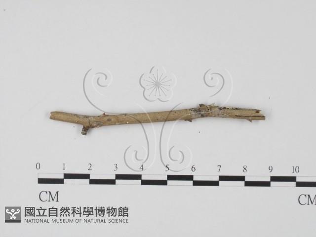 登錄號:F0005672藏品圖，第3張