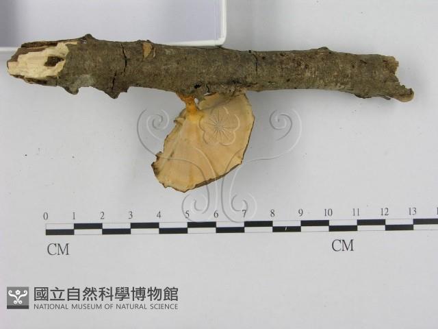 相鄰小孔菌藏品圖，第3張