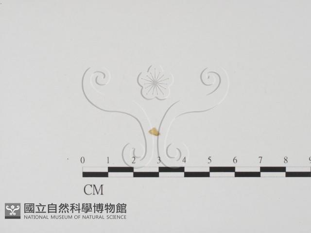 登錄號:F0019672藏品圖，第3張