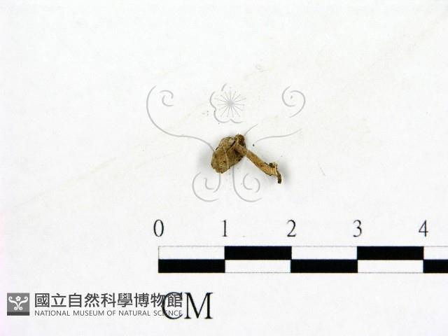 登錄號:F0003672藏品圖，第3張