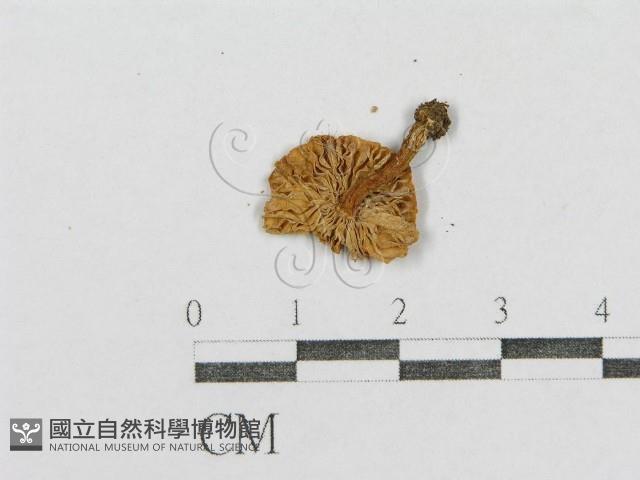 紅菇屬藏品圖，第3張