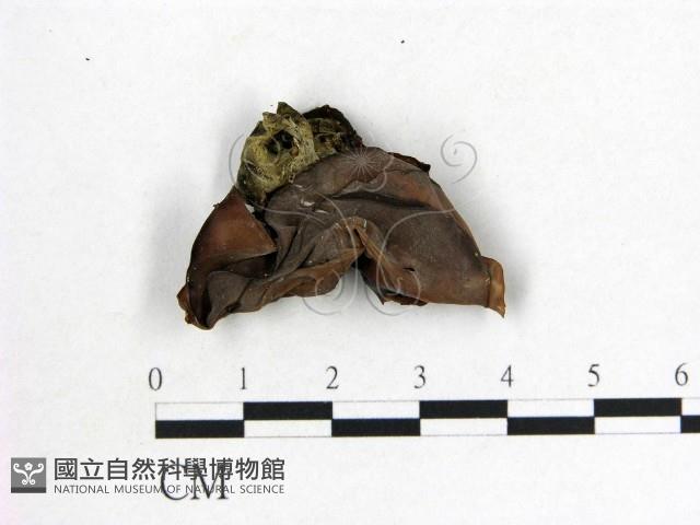 木耳屬藏品圖，第3張