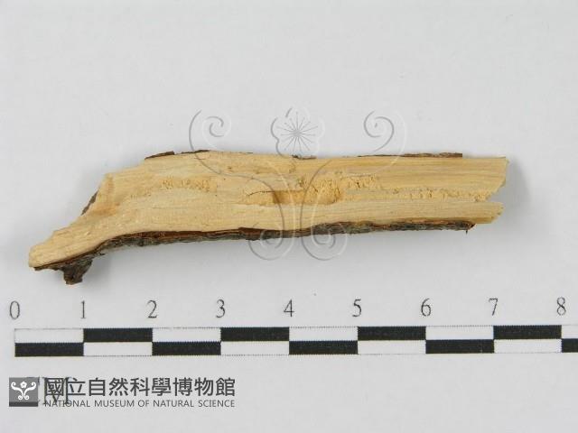 登錄號:F0010472藏品圖，第3張