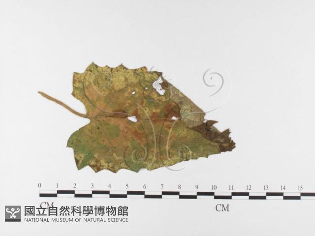 登錄號:F0026472藏品圖，第1張
