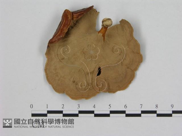 黄柄小孔菌藏品圖，第3張