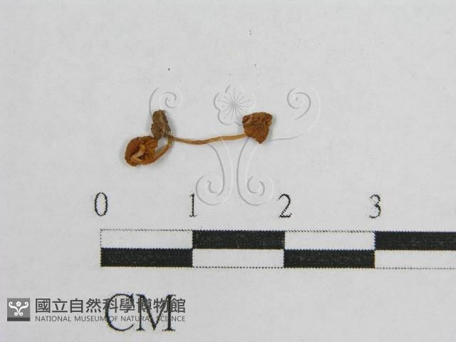 登錄號:F0014472藏品圖，第3張