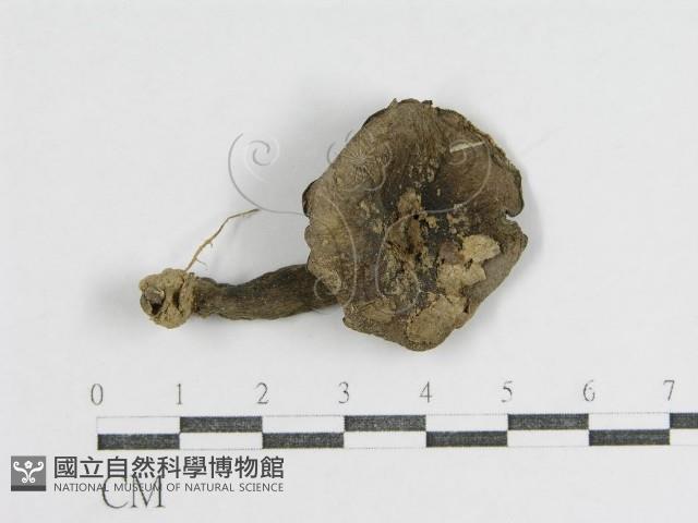 登錄號:F0012472藏品圖，第3張