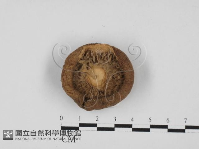 杯傘屬藏品圖，第3張