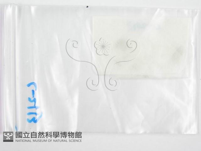 鬼傘屬藏品圖，第3張