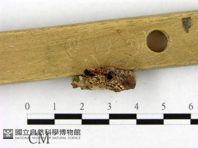 登錄號:F0017472藏品圖，第3張