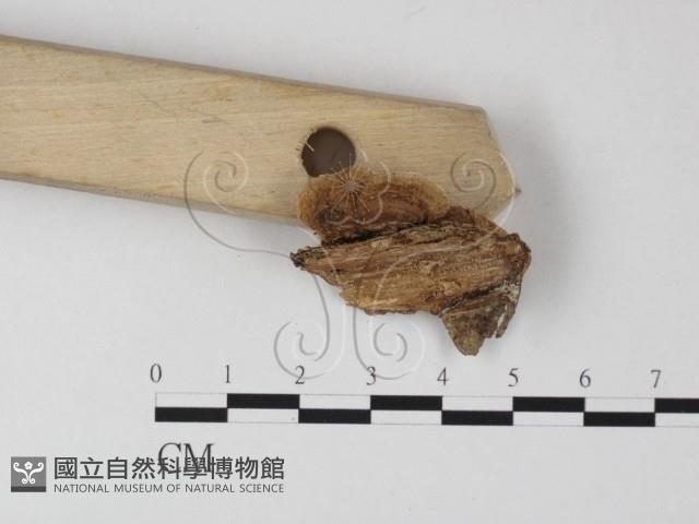 登錄號:F0025472藏品圖，第3張