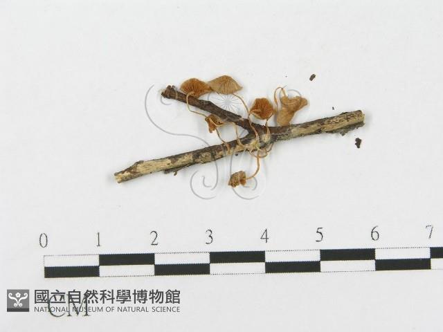 登錄號:F0005472藏品圖，第3張