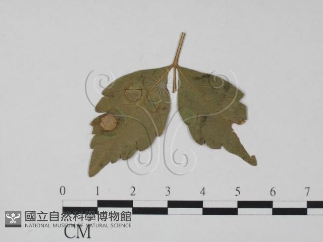 登錄號:F0019472藏品圖，第3張