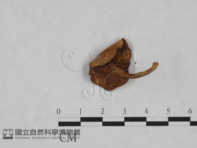 登錄號:F0023472藏品圖，第3張