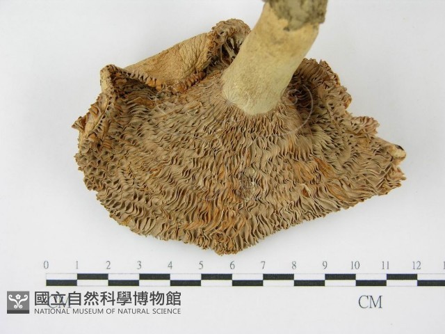 登錄號:F0003472藏品圖，第3張