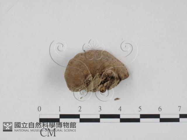 登錄號:F0013472藏品圖，第3張