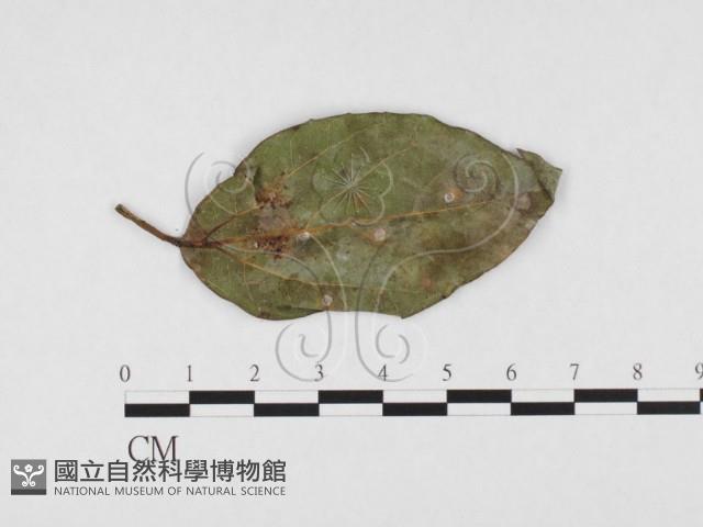 登錄號:F0026772藏品圖，第3張