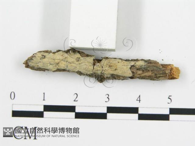 登錄號:F0016772藏品圖，第3張