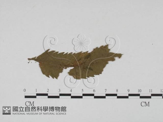 登錄號:F0011772藏品圖，第3張