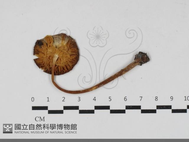 登錄號:F0031772藏品圖，第3張