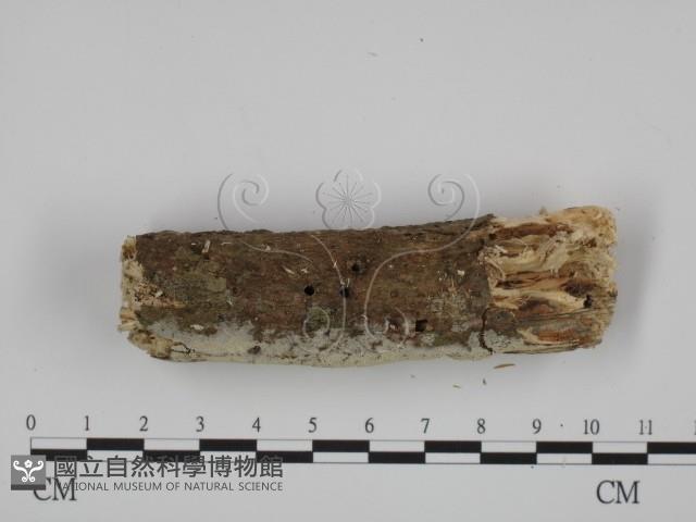 登錄號:F0014772藏品圖，第3張