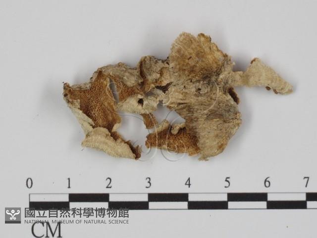 附毛菌屬藏品圖，第3張