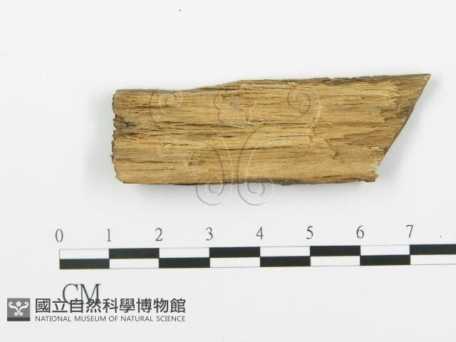 登錄號:F0017772藏品圖，第3張