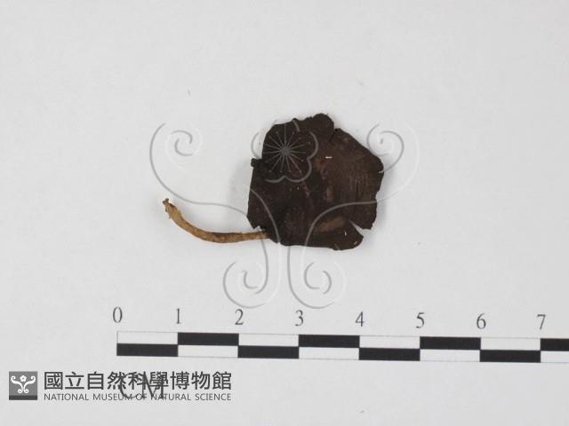 登錄號:F0025772藏品圖，第3張