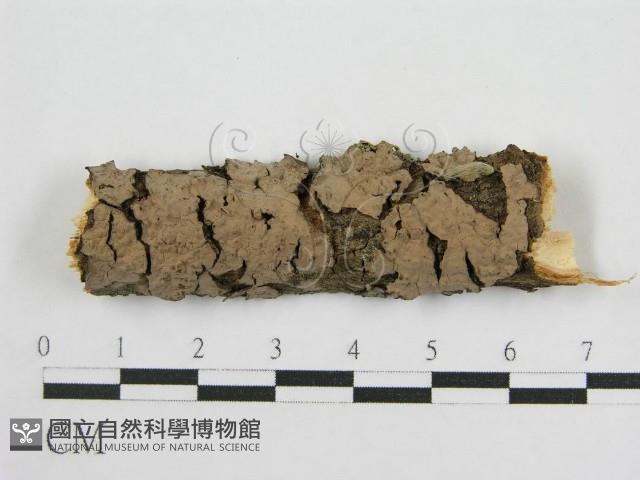 登錄號:F0015772藏品圖，第1張