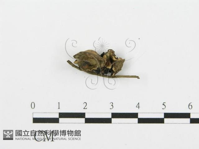 煙管菌藏品圖，第1張