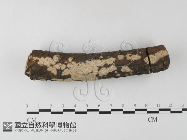 登錄號:F0023772藏品圖，第3張