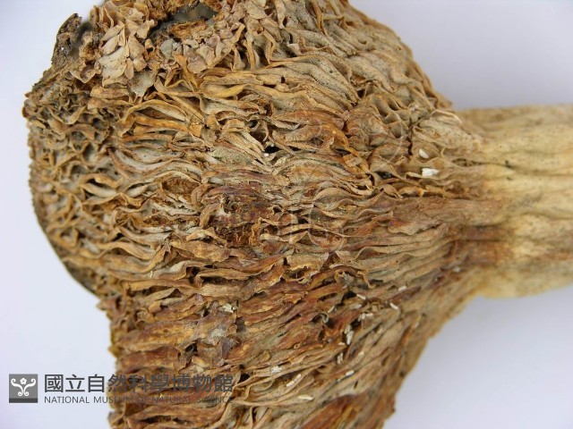 登錄號:F0003772藏品圖，第3張