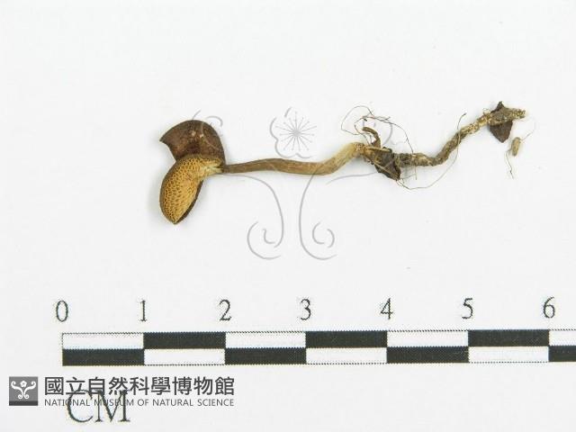 登錄號:F0013772藏品圖，第3張