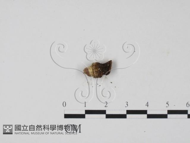 登錄號:F0010572藏品圖，第3張