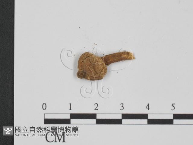 登錄號:F0011572藏品圖，第3張