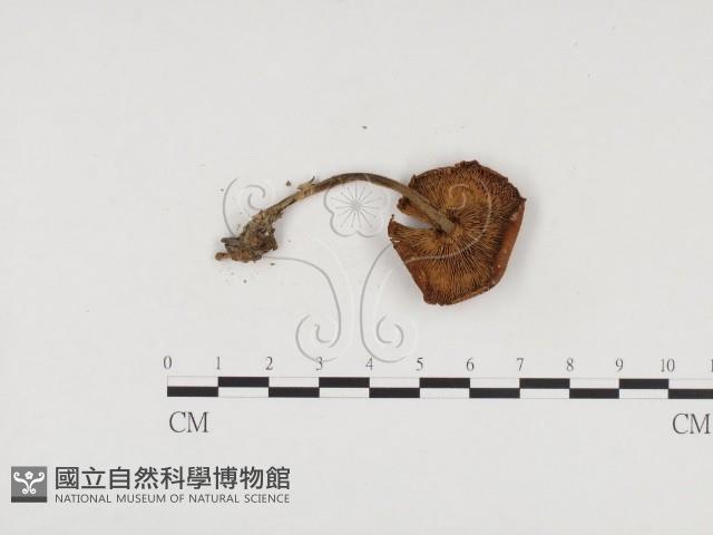 登錄號:F0024572藏品圖，第3張