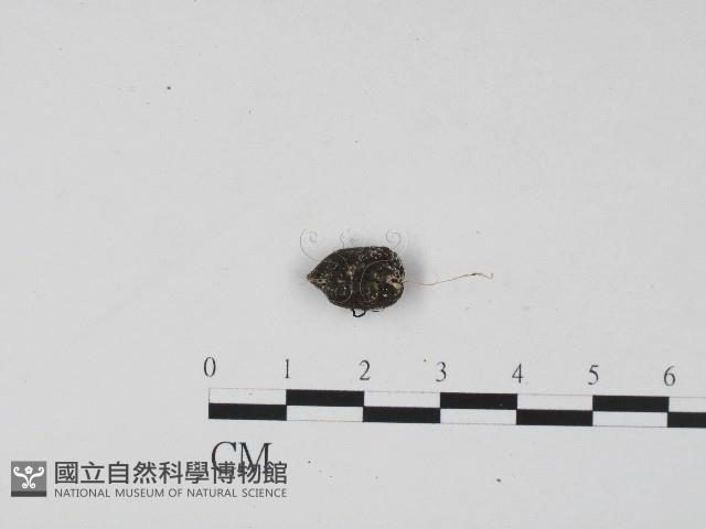登錄號:F0004572藏品圖，第3張