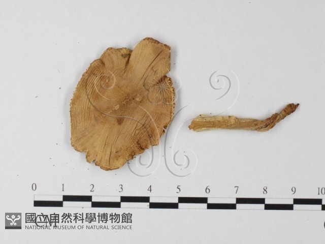 鵝膏屬藏品圖，第3張