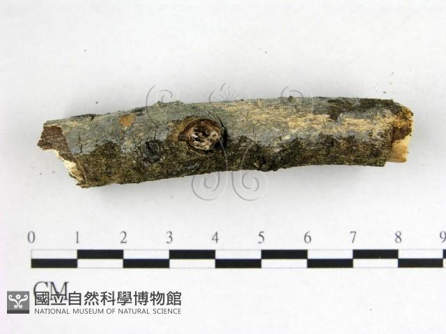 刺皮菌屬藏品圖，第3張