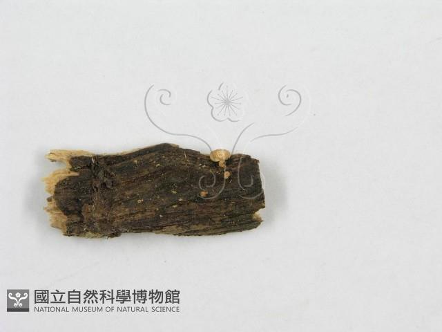 登錄號:F0012572藏品圖，第3張