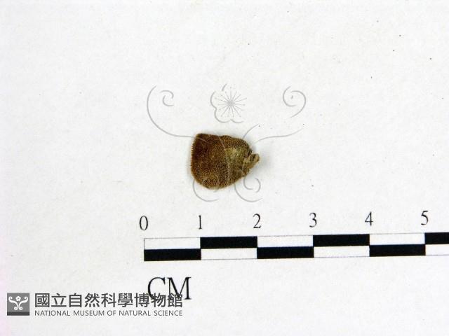 毛木耳藏品圖，第3張